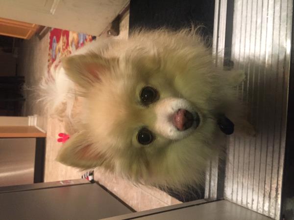 /Images/uploads/Humane Society of Utah/HSUCalendar/entries/1031thumb.jpg